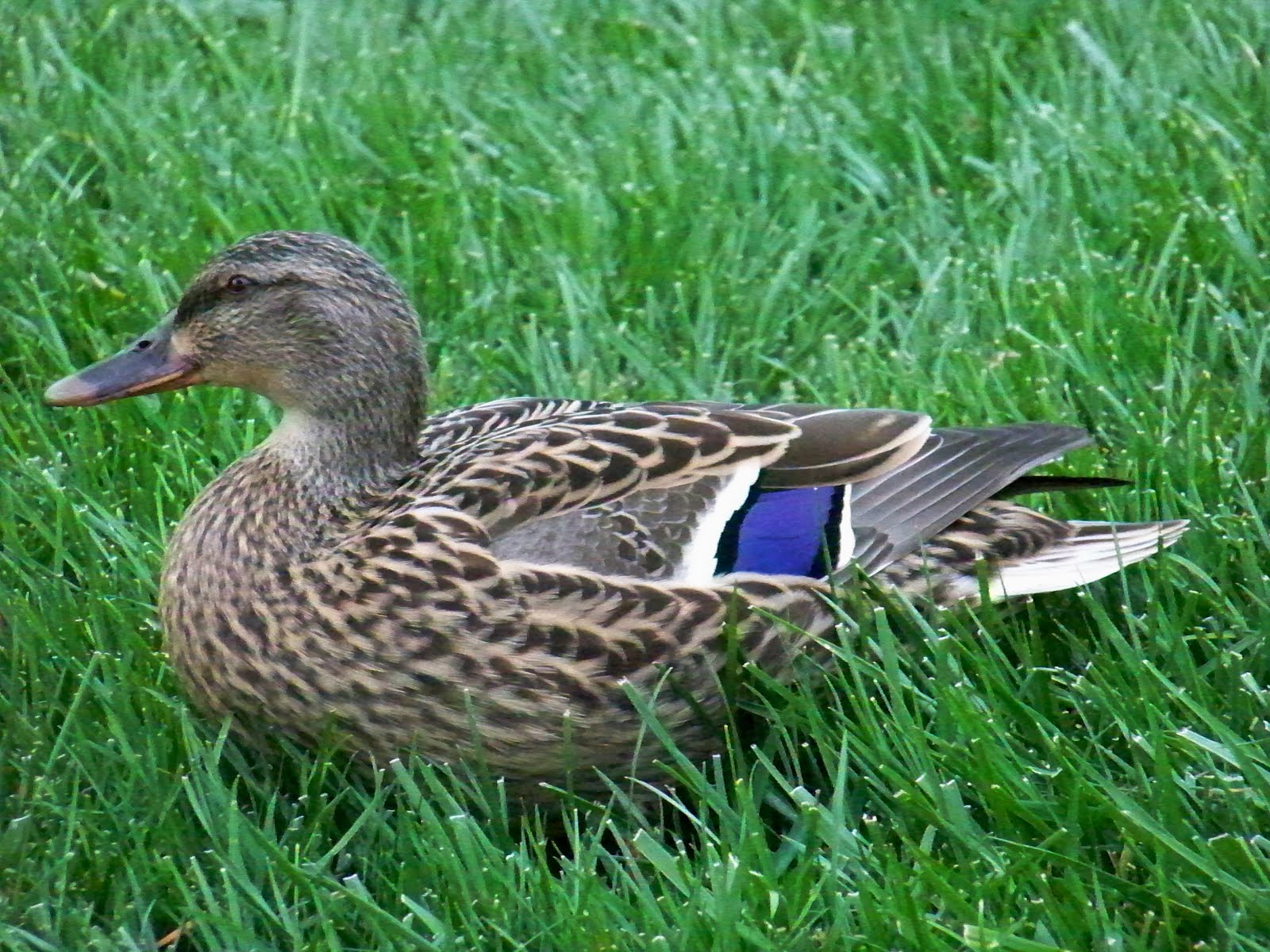 What the duck