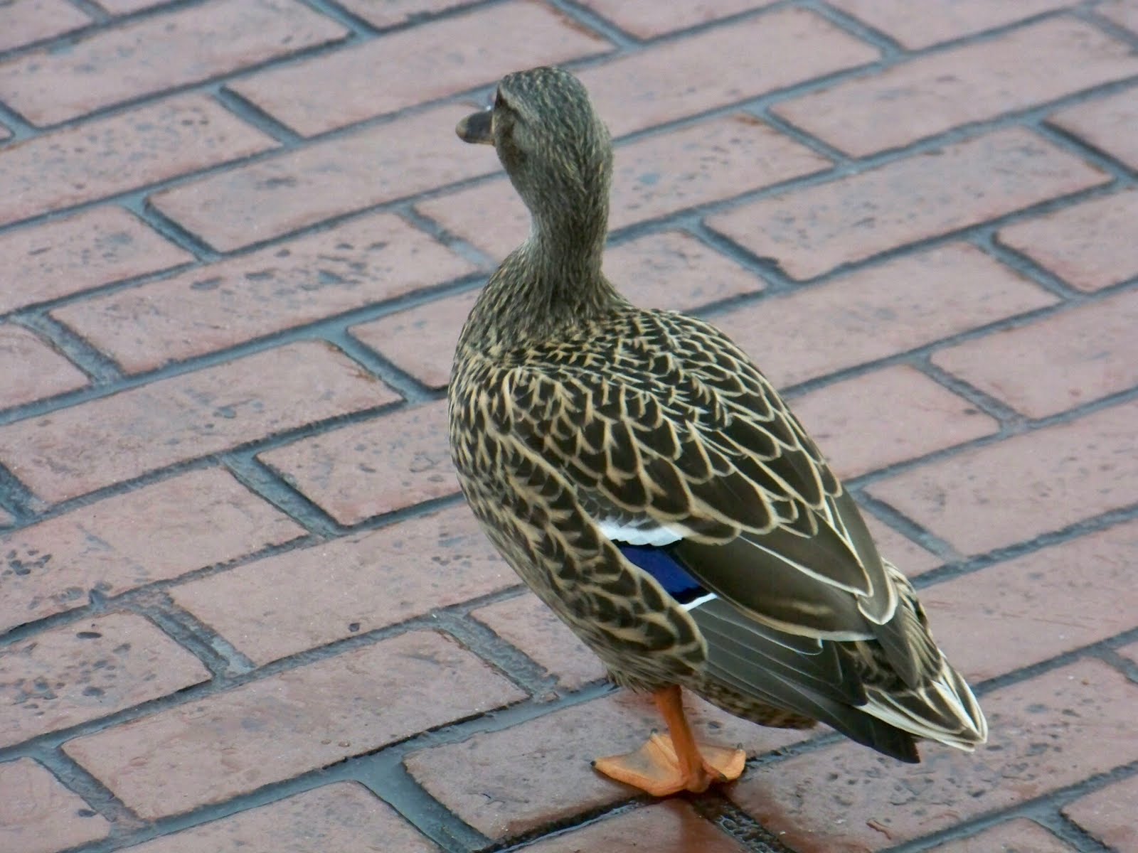 What the duck