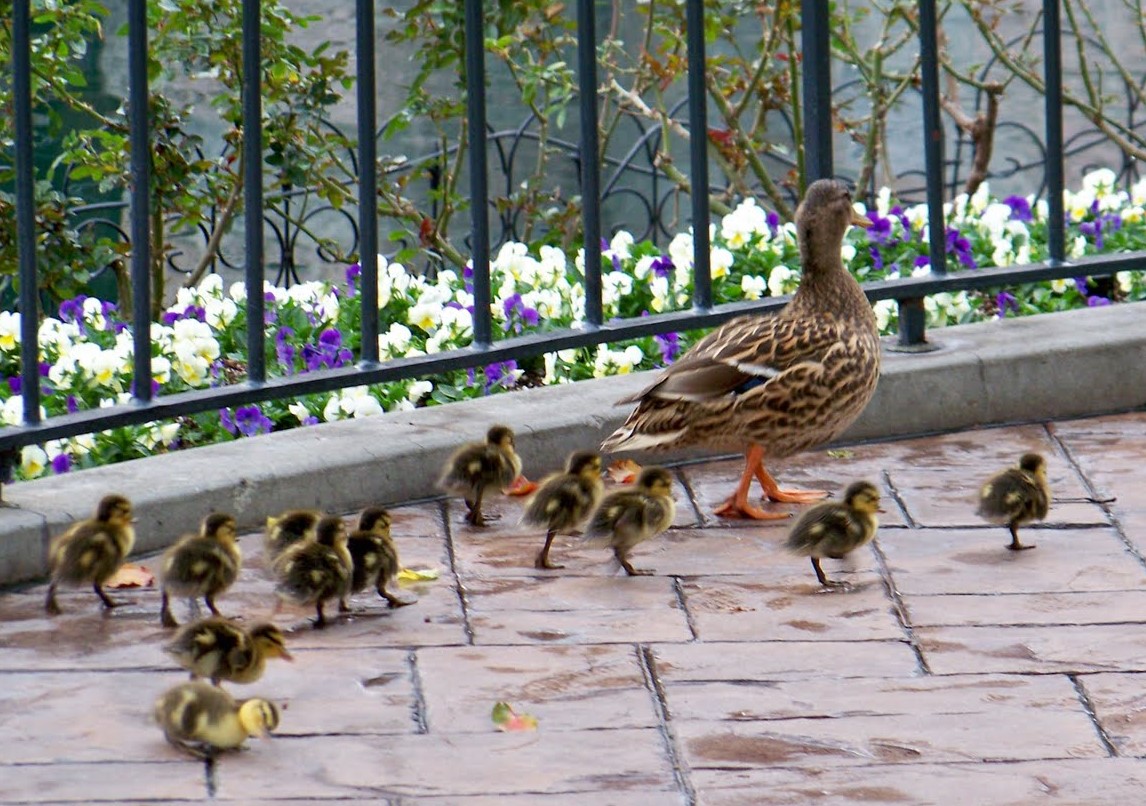 What the duck
