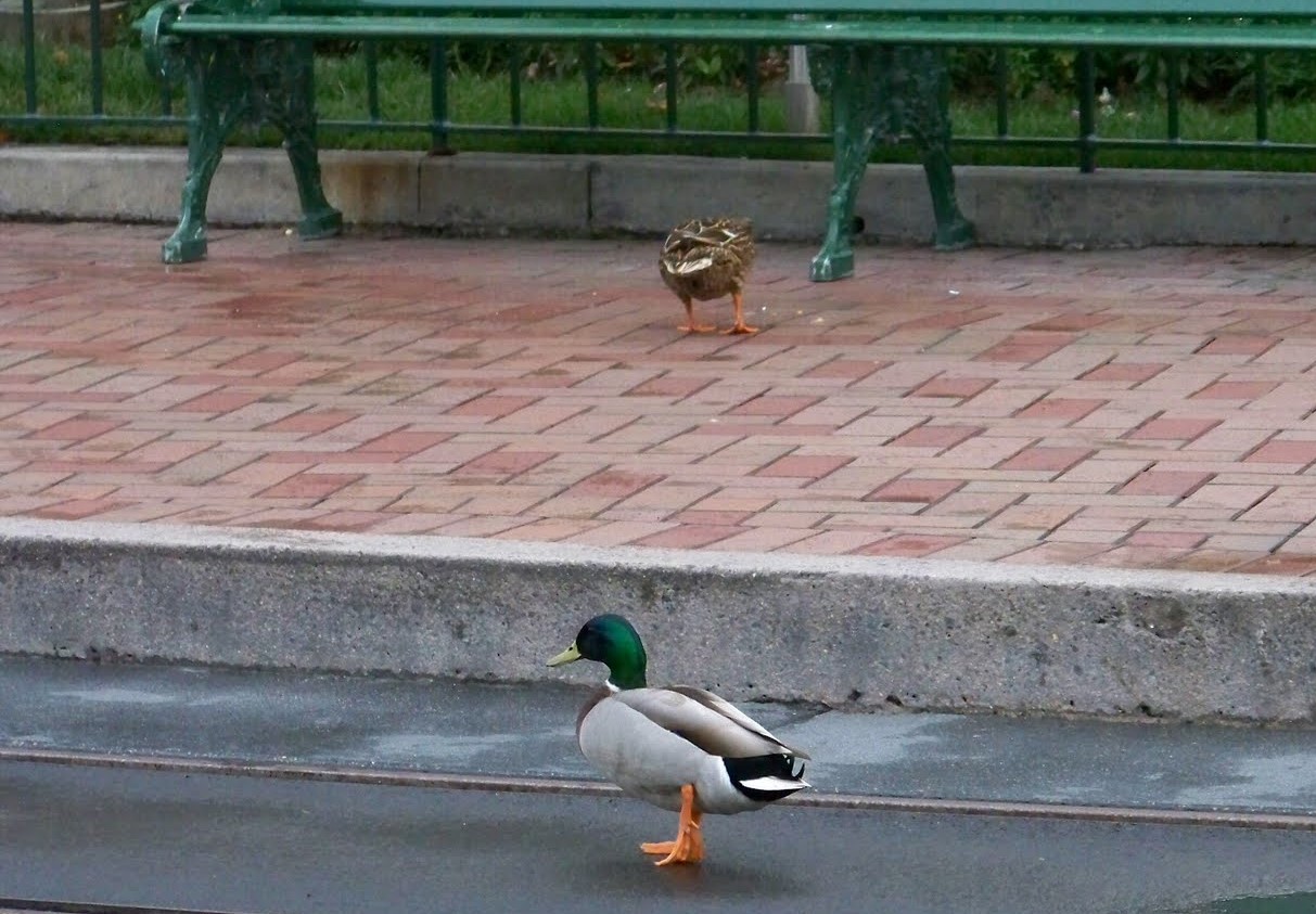 What the duck